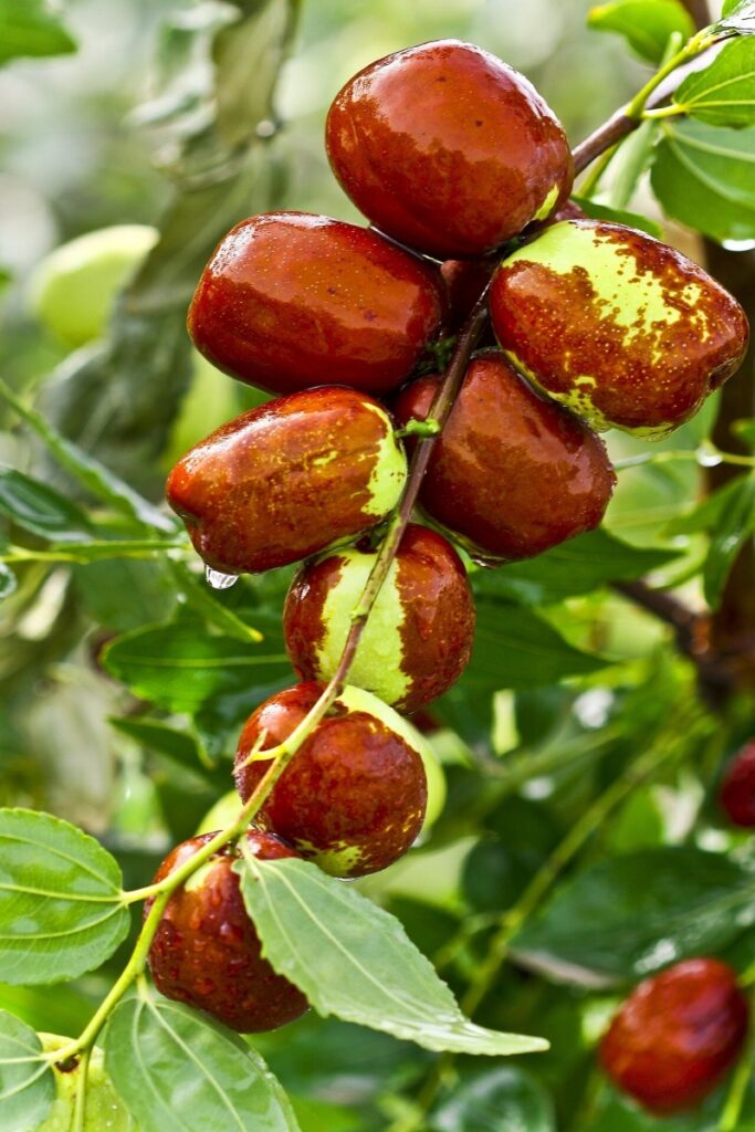 Evaluation of research study on the fruit tree illness jujube witches’ broom