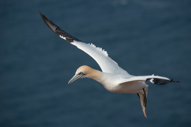 Bird influenza has actually eliminated countless seabirds worldwide: Antarctica might be next