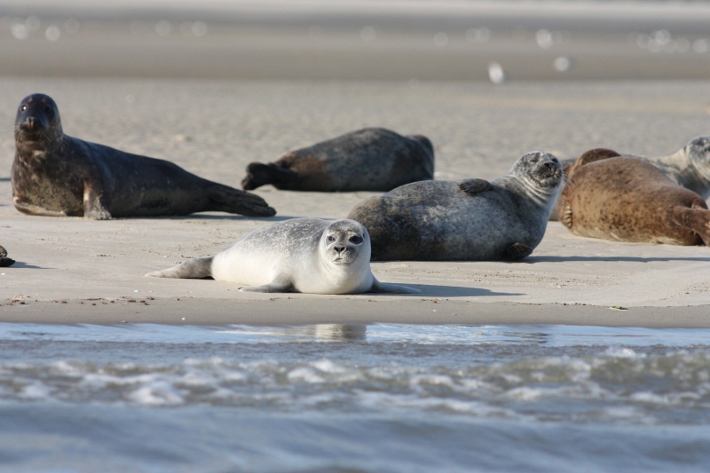 California seal puppies were showing up headless. Professionals lastly validated the perpetrator