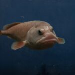 With a Comically Sad Face, the Blobfish Could be the Ugliest Animal on the planet