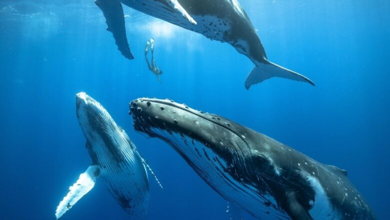 Whales can sing undersea without drowning– now we understand how