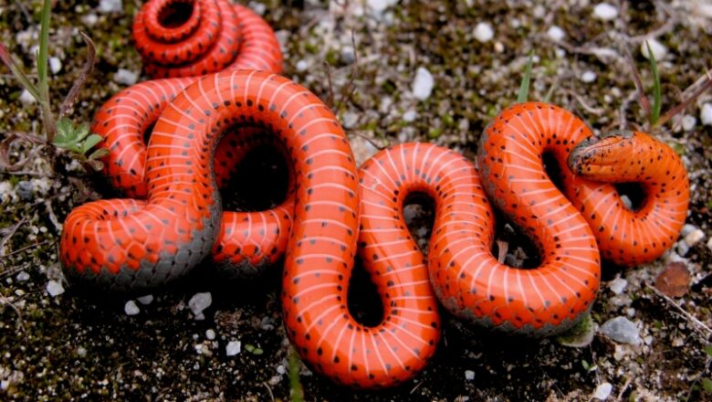 An Evolutionary ‘Big Bang’ Explains Why Snakes Come in So Many Strange Varieties