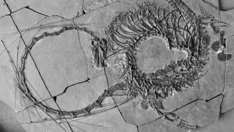 Spectacular 240 million-year-old ‘Chinese dragon’ fossil revealed by researchers