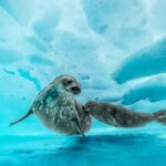 Inmost Dive Under Antarctica Reveals a Vibrant World