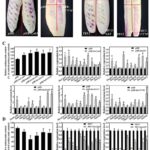 RNA-sequencing analysis exposes essential genes behind eggplant peel variation