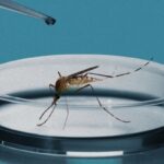 Brazil is combating dengue with bacteria-infected mosquitos