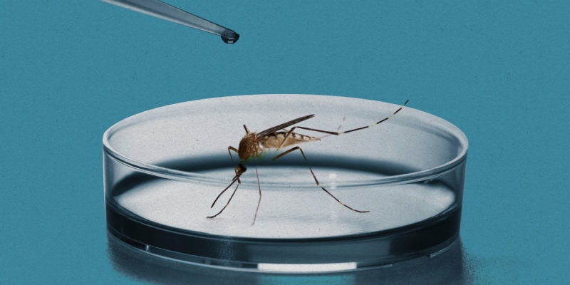 Brazil is combating dengue with bacteria-infected mosquitos