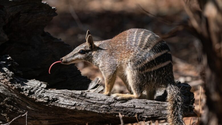 With Long Tongues and Protective Rumps, Here Are 8 Facts About Australia’s Numbat