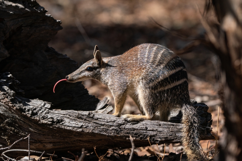 With Long Tongues and Protective Rumps, Here Are 8 Facts About Australia’s Numbat