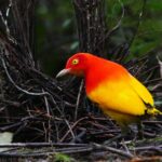 Conservationists invite brand-new PNG Protected Areas Act– however concerns stay