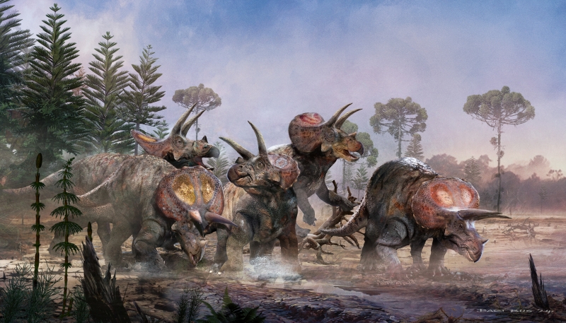 Strong however Friendly, These Fossil Triceratops Stuck Together