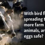 With bird influenza infecting more stock, are milk, eggs safe?