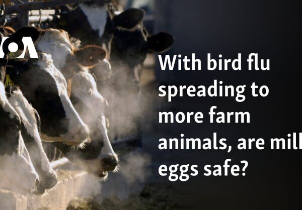 With bird influenza infecting more stock, are milk, eggs safe?