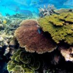 As environment modification and contamination endanger reef, researchers are deep-freezing corals to repopulate future oceans