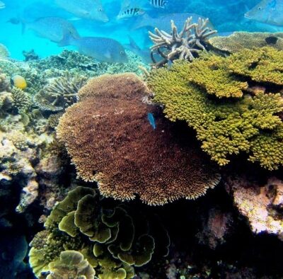 As environment modification and contamination endanger reef, researchers are deep-freezing corals to repopulate future oceans