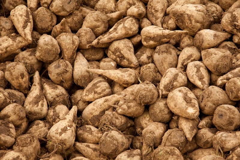 Royal Cosun bets on potatoes and sugar beet for plant-based options