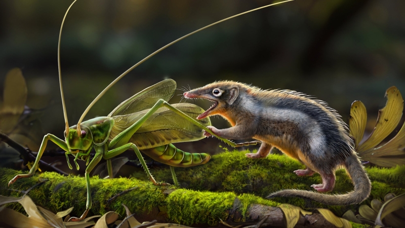 New fossils of small, toothy early mammals might be a significant missing out on link