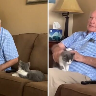 How One Kitten Changed the Mind of a Grandfather Who ‘Hated’ Cats