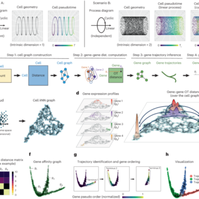 Gene trajectory reasoning for single-cell information by ideal transportation metrics