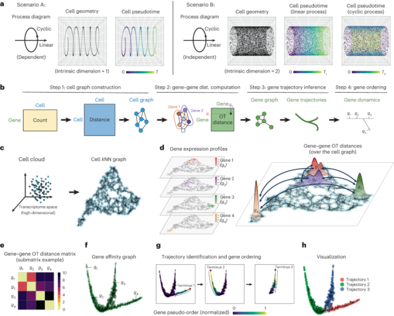 Gene trajectory reasoning for single-cell information by ideal transportation metrics