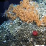 No security from bottom trawling for seamount chain in northern Pacific