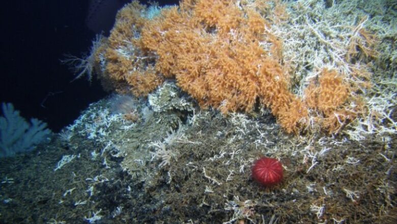 No security from bottom trawling for seamount chain in northern Pacific