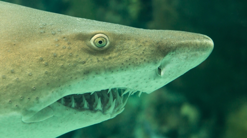 Shark skin and owl plumes might motivate quieter undersea finder