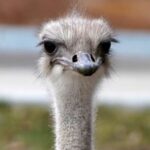 A loved ostrich at a Kansas zoo has actually passed away after swallowing a team member’s secrets