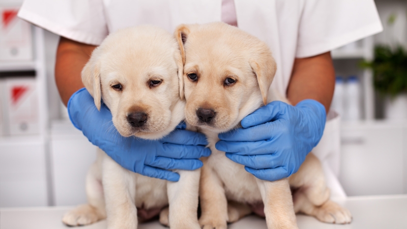 Cyberattack on UK’s CVS Group interrupts veterinary operations