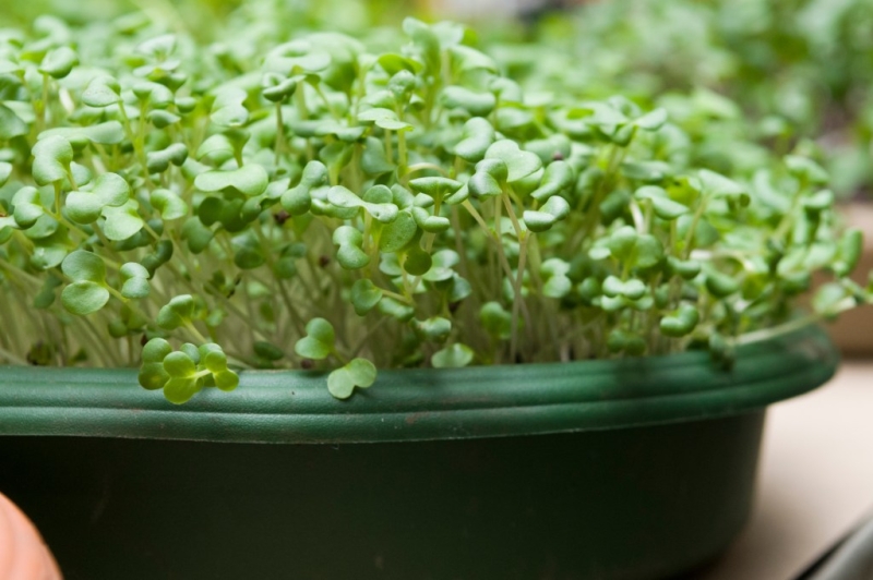 Seeding microgreens basic work for at-home chefs