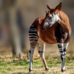 7 Things You’ll Want To Know About the Elusive Okapi
