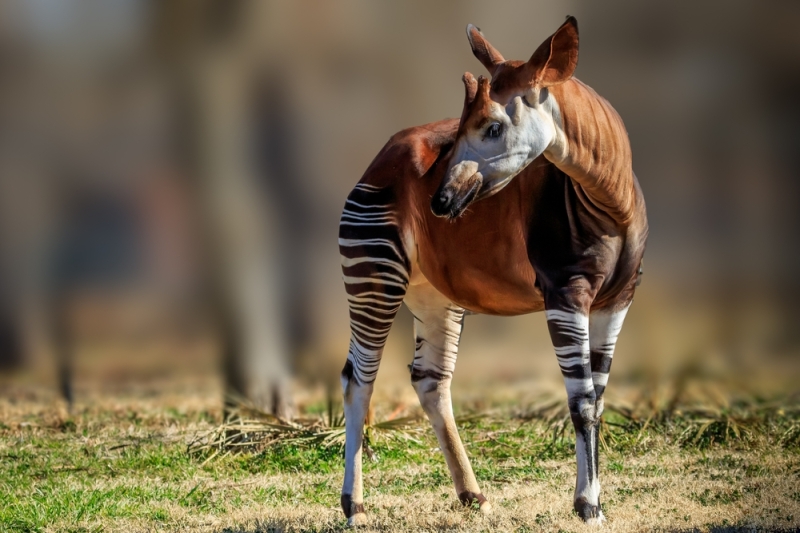 7 Things You’ll Want To Know About the Elusive Okapi
