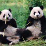 Are panda sex lives being messed up by the incorrect gut microorganisms?