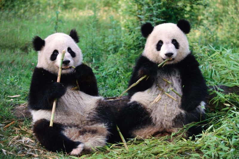 Are panda sex lives being messed up by the incorrect gut microorganisms?