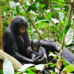 Research Study Alters Bonobos’ Reputation as the ‘Make Love not War’ Ape
