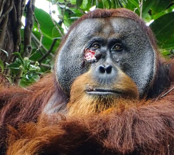 In an initially, an orangutan was seen treating his injury with a medical plant