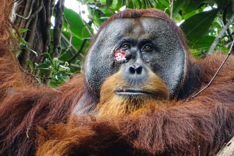 In an initially, an orangutan was seen treating his injury with a medical plant