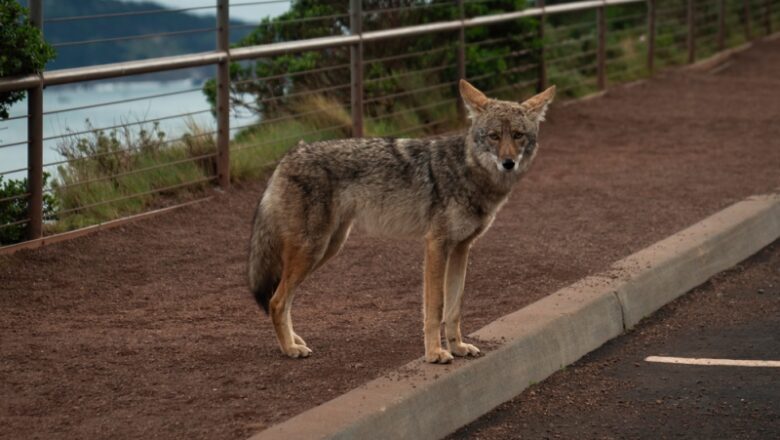 How to Coexist with Coyotes in Your Neighborhood