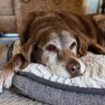 Pet Dogs Die Too Soon, however a Possible Drug Could Fix That
