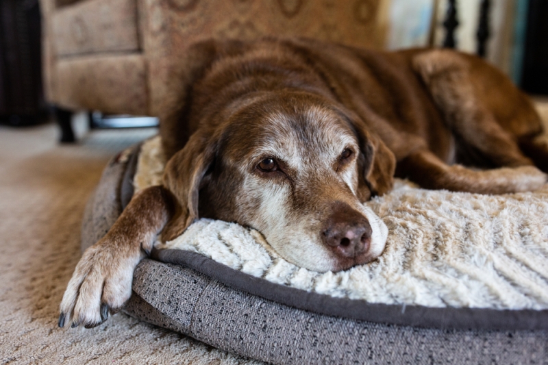 Pet Dogs Die Too Soon, however a Possible Drug Could Fix That
