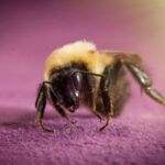 Sleeping bumblebees can make it through undersea for a week