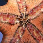 Starfish have numerous feet however no brain– here’s how they move