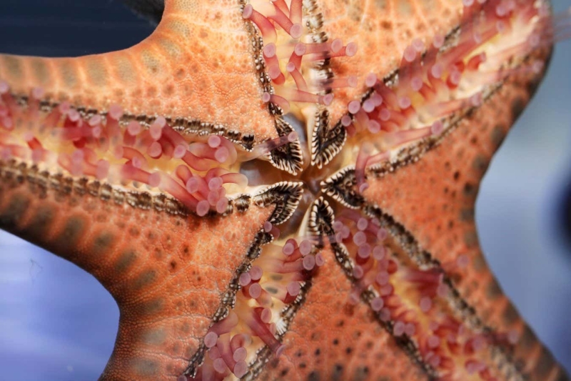 Starfish have numerous feet however no brain– here’s how they move