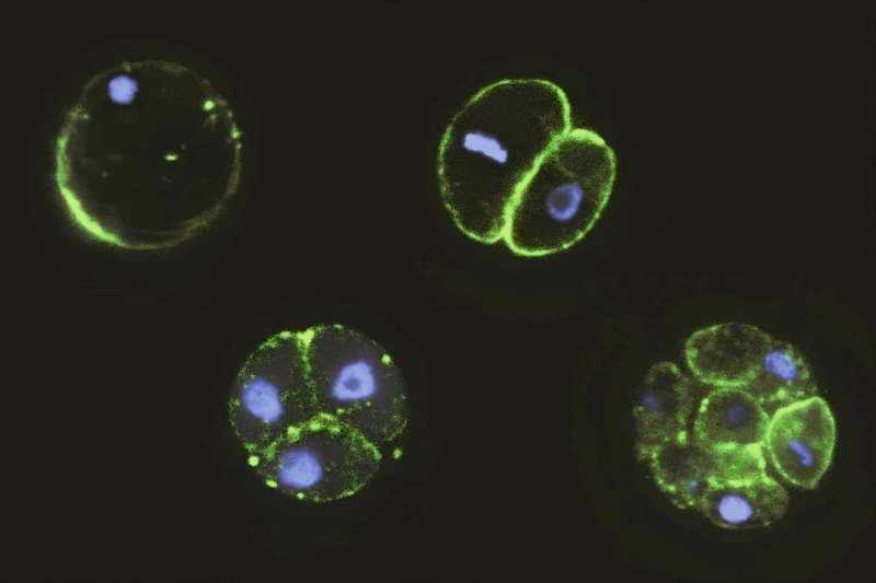 Nests of single-celled animals might discuss how embryos developed