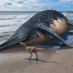 Types of Ichthyosaur Is Largest Known Marine Reptile at 80 Feet Long