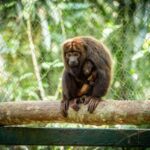 Brazil takes pioneering action– and a vaccine– to rewild howler monkeys