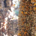 On the course of Monarch butterfly migration in Mexico