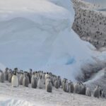 Numerous emperor penguin chicks found plunging off a 50-foot cliff in 1st-of-its-kind video footage