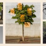 As the environment modifications, cities rush to discover trees that will make it through